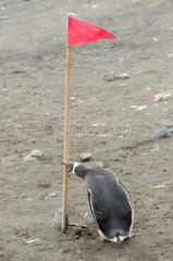 Gentoo penguin attacking a flag used for polar cruise tourism  South Shetland  Antarctica