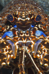 Painted spiny lobster (Panulirus echinatus). Tenerife  Canary Islands.