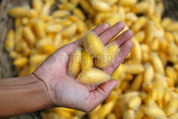 Cocoons of silkworms Cambodia