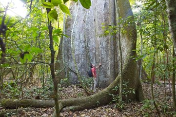 Remarkable man and tree in the Amazon rainforest Brazil
