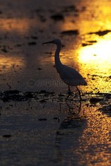 Little Egret in a marsh at sunset France