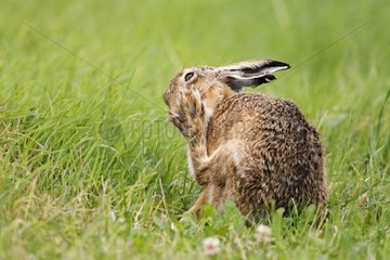 Brown hare cleaning its foot in the grass