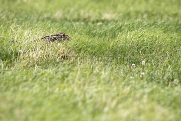 Brown hare laying in the grass