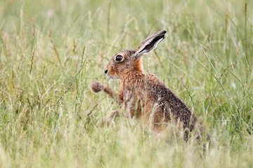 Brown hare shaking its feet in the grass