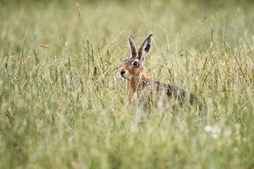Brown hare standing in tall grass