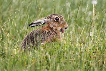 Brown hare standing in tall gras & showing its tongue