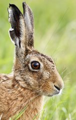 Portrait of a Brown hare