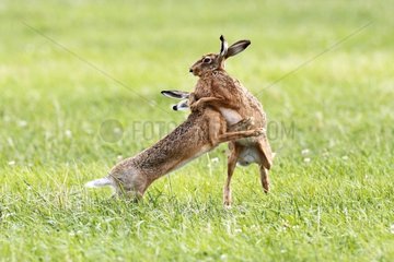Couple of Brown hares boxing at spring