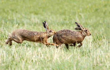 Male Brown hare running after a female at spring