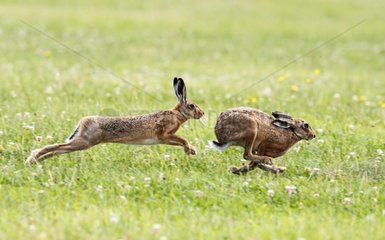 Male Brown hare running after a female at spring