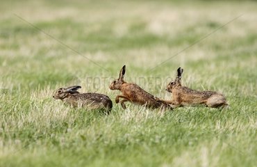 Males Brown hare running after a female at spring