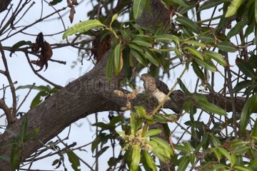 Frances's Sparrowhawk on a tree Sada Mayotte