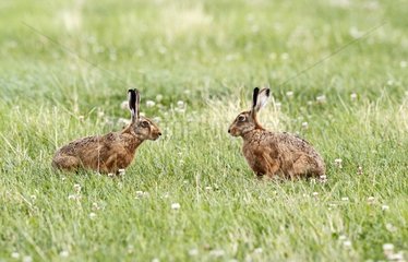 Male Brown hare smelling a female at spring