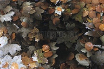 Leaves in a puddle in autumn Vosges