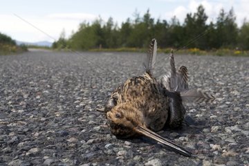 Corpse of common Snipe overturned on a road Island