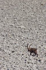 Adult male Alpine ibex pacing a scree France