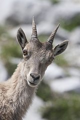 Portrait of a female alpine ibex in the Alps France