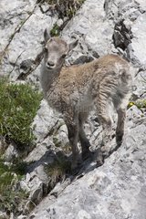 Young Alpine Ibex careful around on a rock France