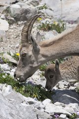 Female alpine ibex learning to its young to graze France