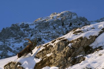 Alpine ibex male jumping a snowy rock France