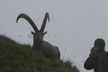 Hiker photographing a male Alpine Ibex France
