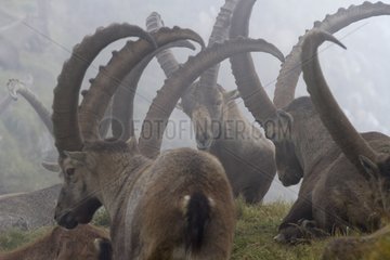 Alpine ibex males at rest in the fog France