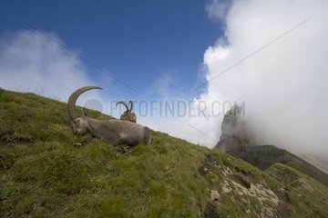 Alpine ibex males at rest over the clouds France