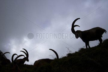 Group of male Alpine ibex on a ridge France