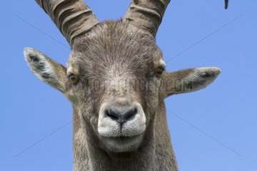 Portrait of a male Alpine ibex in summer France