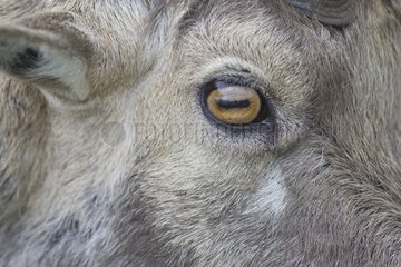 Eye of a young male Alpine ibex France