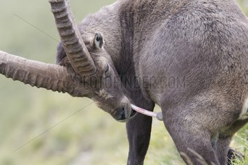 Alpine ibex male making his personal hygiene France