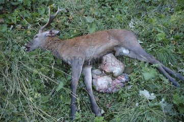 Corpse of male red deer poached in autumn Switzerland