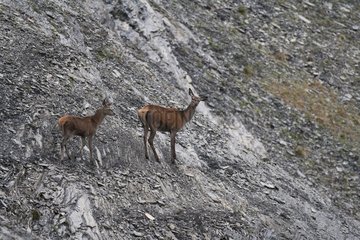Red deer doe followed by her young in mountain Switzerland
