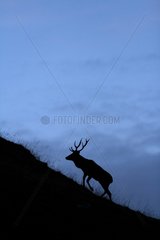 Silhouette of male red deer walking in a mountain pasture