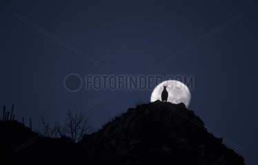 Chamois on a ridge during the full moon Swiss Jura