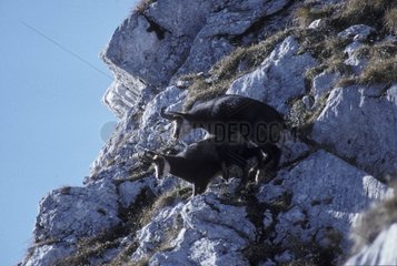 Mating of Chamois in the rocks in the Swiss Jura