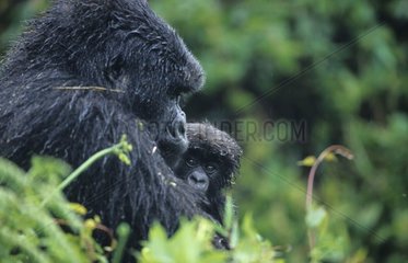 Mountain Gorilla female and youn 3 months old Rwanda