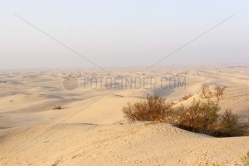 Mist morning in the desert in Zaafrane Tunisia