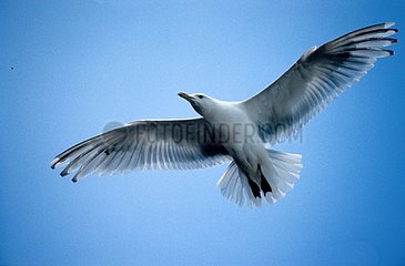 GLAUCUS GULL Flying Prince of Wales Island