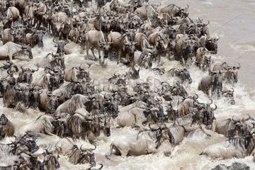 Wildebeest crossing the Mara river during migration Kenya