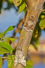 Moths on a tree trunk - Amazon Basin Brazil