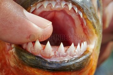 Red-bellied Piranha teeth - Rio Ipixuna Brazil Amazon