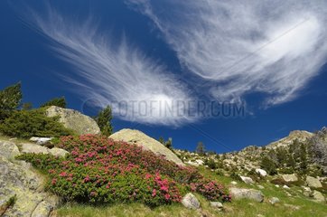 Cirrus clouds - Reserve Neouvielle Pyrénées France