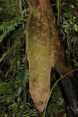 Termite nest in undergrowth Amazon Ecuador