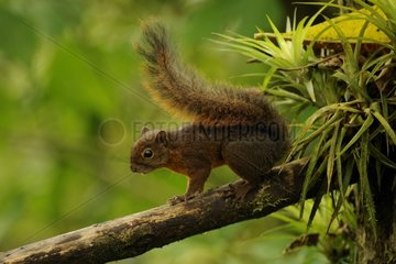 Red-tailed squirrel on a branch Ecuador