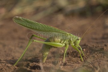 Great Green bush cricket female laying eggs France