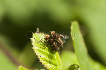 Thick-headed flies mating on a leaf France