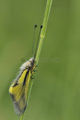 Butterfly-lion on a stalk of grass France