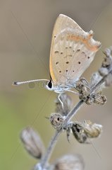 American copper butterfly on a stem France