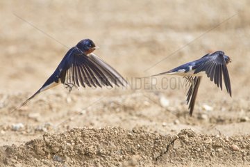 Barn Swallows collecting mud - France